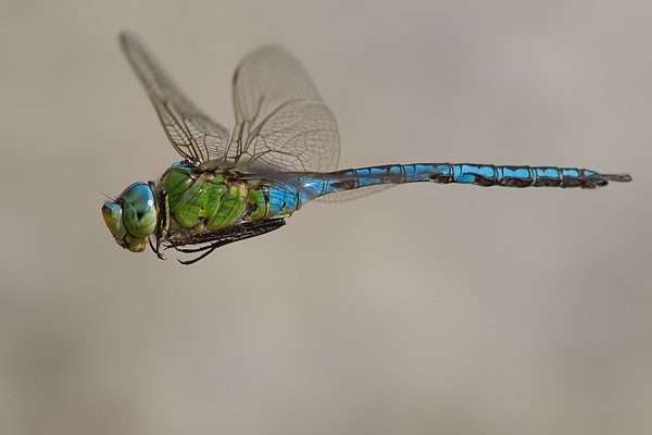 Anax-imperator-DIF-5681-Edit